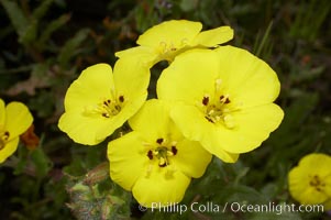 Bermuda buttercup, Batiquitos Lagoon, Carlsbad, Oxalis pes-caprae