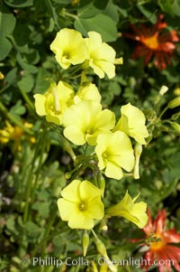 Bermuda buttercup, Batiquitos Lagoon, Carlsbad, Oxalis pes-caprae