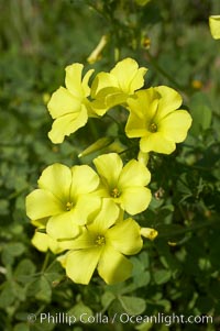 Bermuda buttercup, Batiquitos Lagoon, Carlsbad, Oxalis pes-caprae