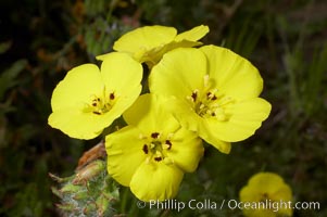 Bermuda buttercup, Batiquitos Lagoon, Carlsbad, Oxalis pes-caprae