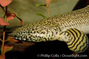 Bichir, Polypterus