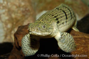 Bichir, Polypterus