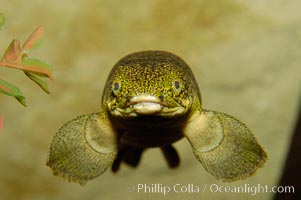 Bichir, Polypterus