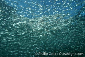 Bigeye scad, schooling, Sea of Cortez, Selar crumenophthalmus