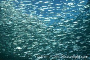 Bigeye scad, schooling, Sea of Cortez, Selar crumenophthalmus