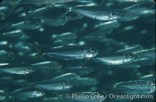 Bigeye scad, schooling, Selar crumenophthalmus, Sea of Cortez, La Paz, Baja California, Mexico