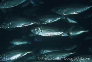 Bigeye scad, schooling, Selar crumenophthalmus, Sea of Cortez, La Paz, Baja California, Mexico