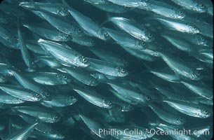 Bigeye scad, schooling, Selar crumenophthalmus, Sea of Cortez, La Paz, Baja California, Mexico