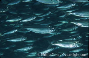 Bigeye scad, schooling, Selar crumenophthalmus, Sea of Cortez, La Paz, Baja California, Mexico