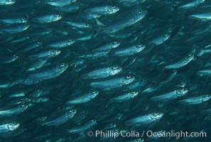 Bigeye scad, schooling, Sea of Cortez, Selar crumenophthalmus