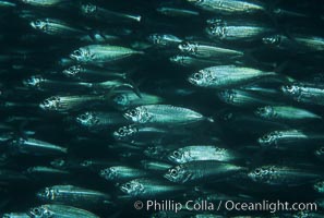 Bigeye scad, schooling, Sea of Cortez, Selar crumenophthalmus