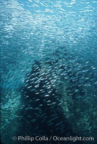 Bigeye scad, schooling, Selar crumenophthalmus, Sea of Cortez, La Paz, Baja California, Mexico