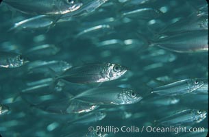 Bigeye scad, schooling, Selar crumenophthalmus, Sea of Cortez, La Paz, Baja California, Mexico