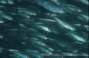 Bigeye scad, schooling, Selar crumenophthalmus, Sea of Cortez, La Paz, Baja California, Mexico