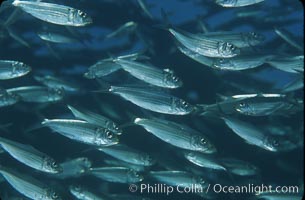 Bigeye scad, schooling, Selar crumenophthalmus, Sea of Cortez, La Paz, Baja California, Mexico