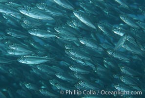 Bigeye scad, schooling, Sea of Cortez, Selar crumenophthalmus