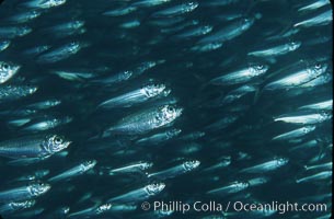 Bigeye scad, schooling, Selar crumenophthalmus, Sea of Cortez, La Paz, Baja California, Mexico