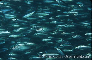 Bigeye scad, schooling, Selar crumenophthalmus, Sea of Cortez, La Paz, Baja California, Mexico