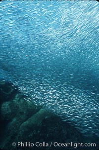 Bigeye scad, schooling, Selar crumenophthalmus, Sea of Cortez, La Paz, Baja California, Mexico