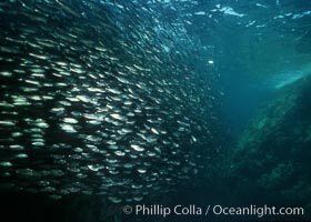 Bigeye scad, schooling, Sea of Cortez, Selar crumenophthalmus
