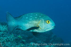 Midnight Snapper, Fiji, Macolor macularis, Makogai Island, Lomaiviti Archipelago