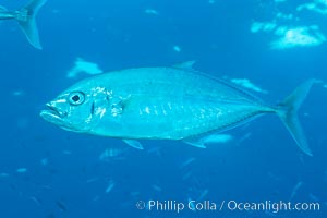 Barcheek Trevally, Fiji, Carangoides plagiotaenia, Makogai Island, Lomaiviti Archipelago