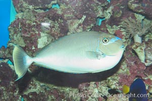 Image 07932, Big-nosed unicornfish., Naso vlamingii, Phillip Colla, all rights reserved worldwide.   Keywords: animal:big-nosed unicornfish:fish:marine fish:naso vlamingii:underwater:unicornfish.