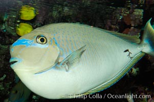 Big-nosed unicornfish, Naso vlamingii