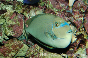 Big-nosed unicornfish, Naso vlamingii