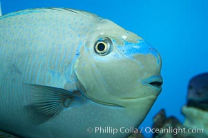 Big-nosed unicornfish, Naso vlamingii