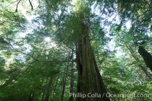 The Big Tree Trail on Meares Island, temperate rainforest home to huge red cedar and spruce trees, Meares Island Big Trees Trail, Tofino, British Columbia, Canada