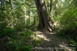 The Big Tree Trail on Meares Island, temperate rainforest home to huge red cedar and spruce trees, Meares Island Big Trees Trail, Tofino, British Columbia, Canada