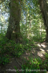 The Big Tree Trail on Meares Island, temperate rainforest home to huge red cedar and spruce trees, Meares Island Big Trees Trail, Tofino, British Columbia, Canada