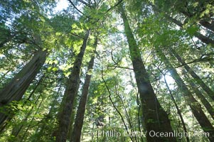 The Big Tree Trail on Meares Island, temperate rainforest home to huge red cedar and spruce trees, Meares Island Big Trees Trail, Tofino, British Columbia, Canada