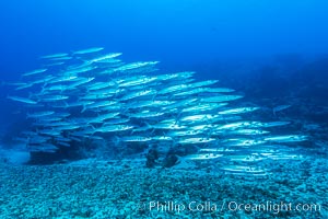 Bigeye Barracuda schooling in Nigali Pass, Fiji