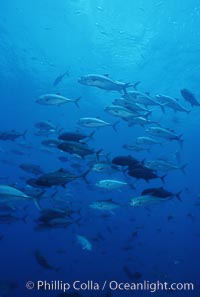 Bigeye jacks, Caranx sexfasciatus, Darwin Island