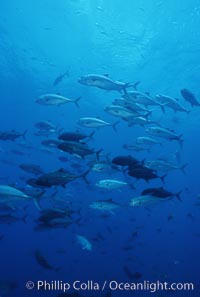 Bigeye jacks, Caranx sexfasciatus, Darwin Island