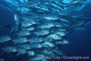 Horse-eyed jacks, Darwin, Caranx sexfasciatus, Darwin Island