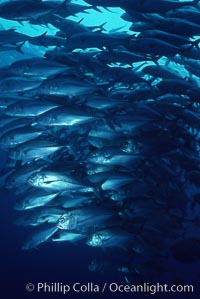 Jacks schooling, Caranx sexfasciatus, Cocos Island