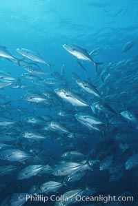 Jacks schooling, Caranx sexfasciatus, Cocos Island