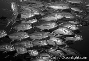 Circling jacks. Cocos Island, Costa Rica, Caranx sexfasciatus, natural history stock photograph, photo id 06124