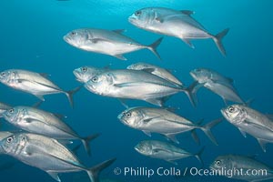 Bigeye trevally jacks, schooling, Caranx sexfasciatus, Darwin Island