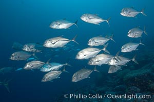 Bigeye trevally jacks, schooling, Caranx sexfasciatus, Darwin Island