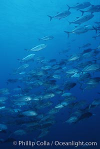 Bigeye jacks, Caranx sexfasciatus, Darwin Island