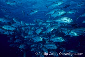 Horse-eyed jacks, Caranx sexfasciatus, Cocos Island