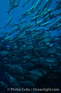 Horse-eyed jacks, Las Animas, Sea of Cortez, Caranx sexfasciatus