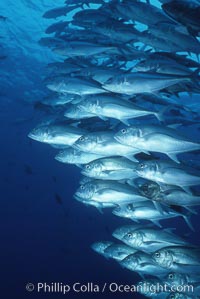 Jacks schooling, Caranx sexfasciatus, Cocos Island