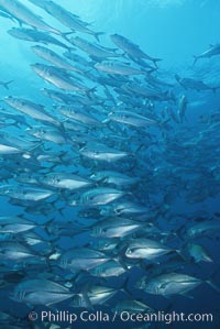 Jacks schooling, Caranx sexfasciatus, Cocos Island