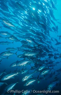 Jacks schooling, Caranx sexfasciatus, Cocos Island