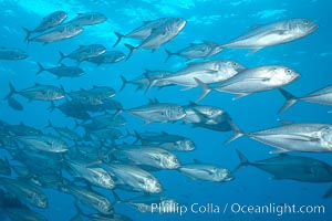 Bigeye trevally jacks, schooling.